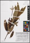 Foto von Salix caprea L. x Salix viminalis L.